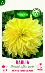 Bulbes à fleurs à planter au printemps - Dahlia décoratif à fleur géante Kelvin Floodlight XXL (x1) - face recto